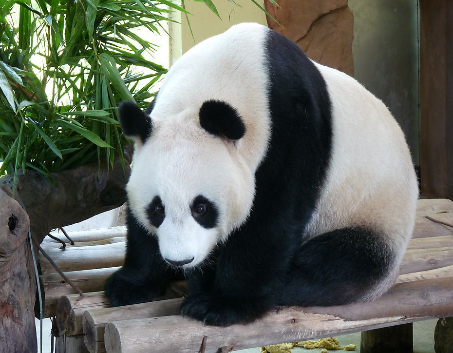 11 Days Panda China Tour