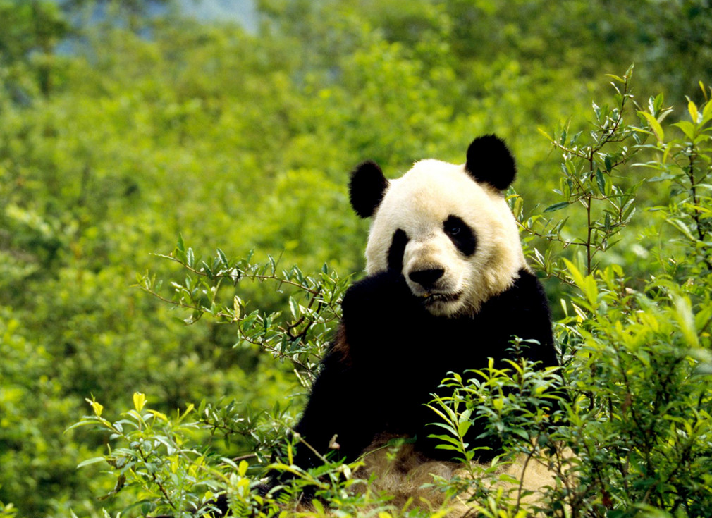 3 Days Chengdu Panda Tour